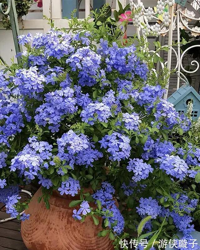 农历10月初5立冬后,养什么花?以下3种花,三春肇始阖家团圆