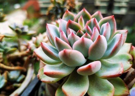 夏季养殖多肉,难逃黑腐化水按照4步换成水培,轻松解决