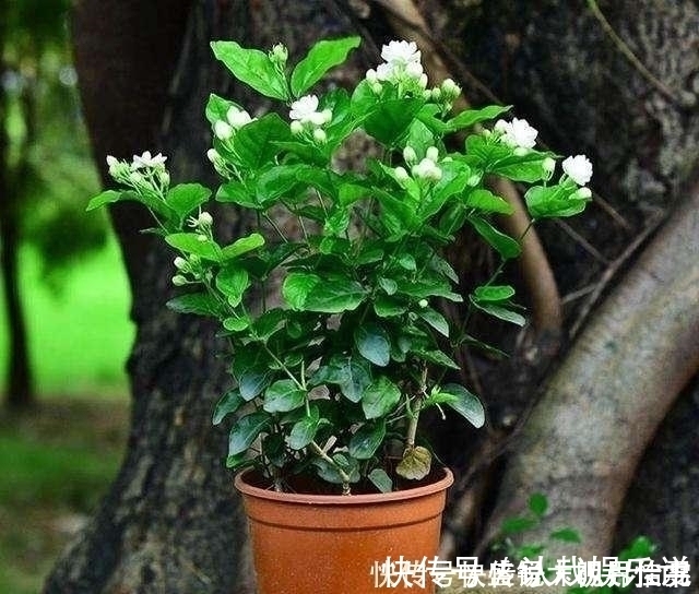 花苞|养茉莉这几招技巧不能少,安全过夏,枝头满是花苞