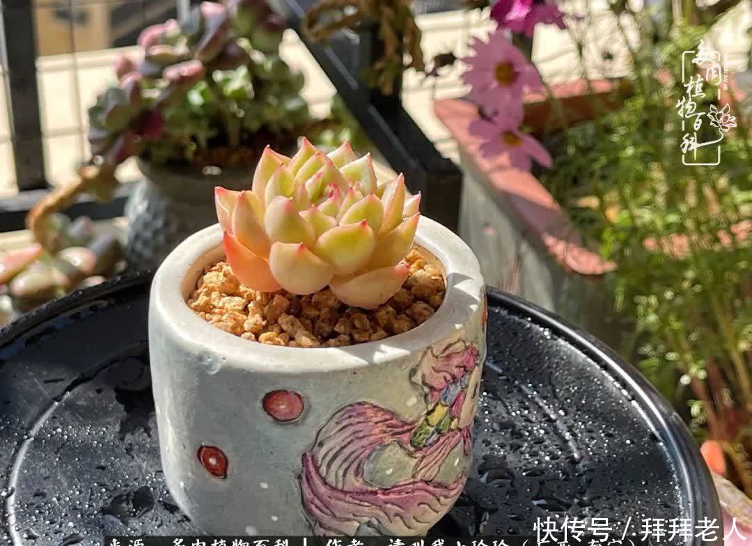 多肉与我,不负时光韶华!