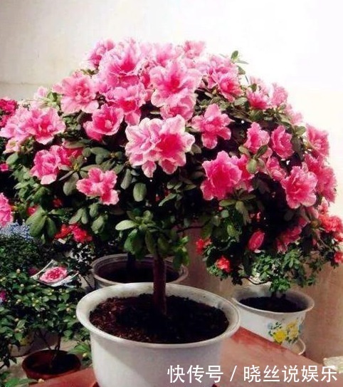 年头|家里养上“3种花”，从年头“香”到年尾，阳台变花海，太美了