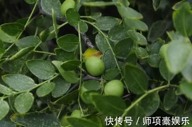 苹果|农村野果，连鸟儿也不吃，但一个营养顶75个苹果