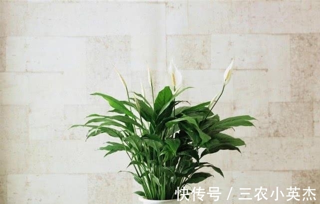 施肥|白掌这么养, 长疯了, 开花特别多
