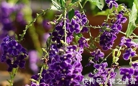 绿化处|养花总养不活,不妨看看这些花朵,超级好养,耐热耐寒易爆盆