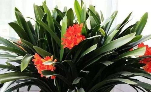 君子兰不开花,却不知道问题在哪?老花匠:这些地方有讲究