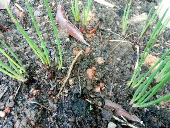 日照|阳台种小葱,注意3点,叶子猛蹿,割了一茬又一茬,收获不断!