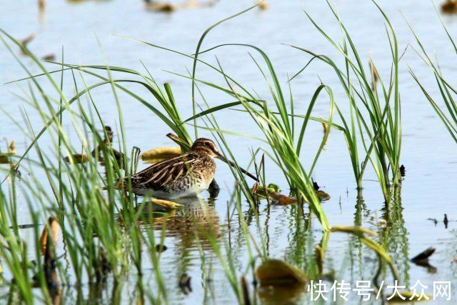 马踏湖|马踏湖生态保护区：湖水湖鱼生态湖泊 芦苇荷花鸟的天堂