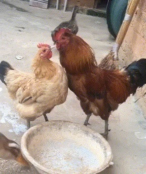 |搞笑GIF: 看着都觉得尴尬 下次就别在这种场合秀身材了