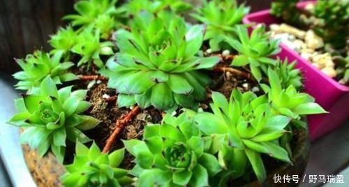 白牡丹|5款多肉普货,在家里养上几盆,好养又省心还有观赏性