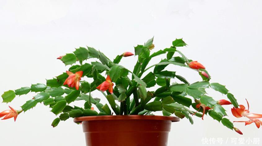 室内找个盆养这三种花,冬天难养好,室内条件不好就别养