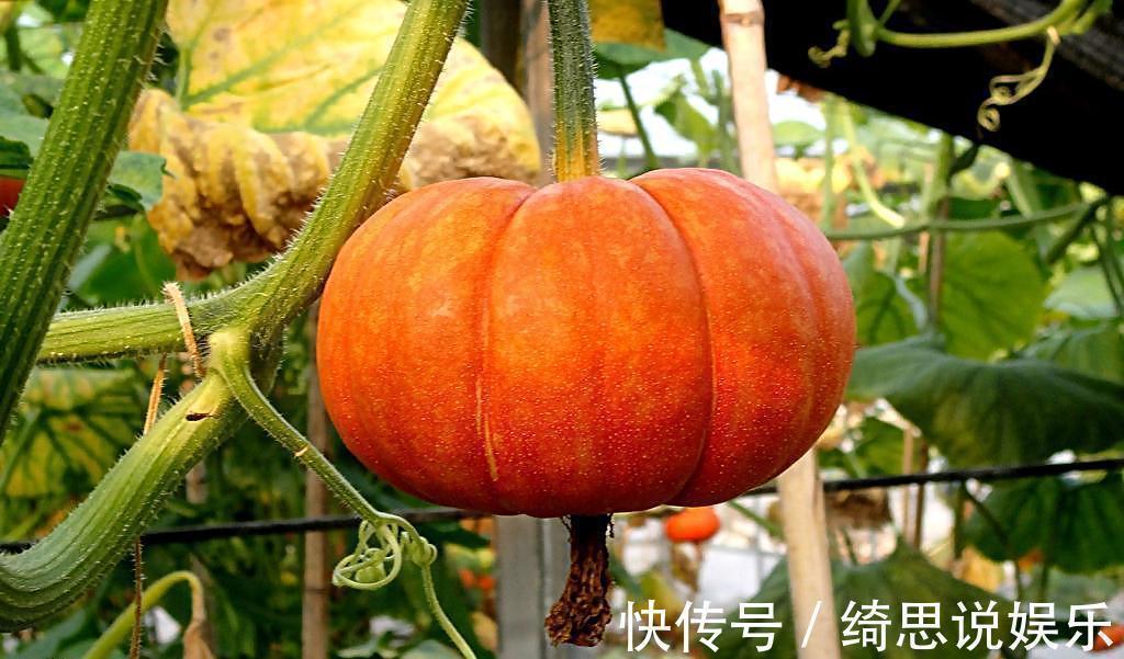 致癌物质|南瓜与它绝配,胜过冬虫夏草,30岁后还不吃,你就太亏了