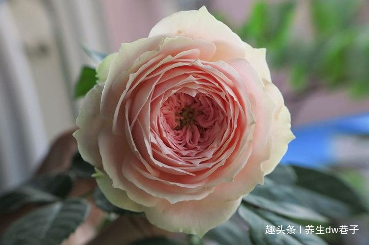 最适合新手的兰花,价格低廉,多季开花,漂亮又好养,赏花又闻香