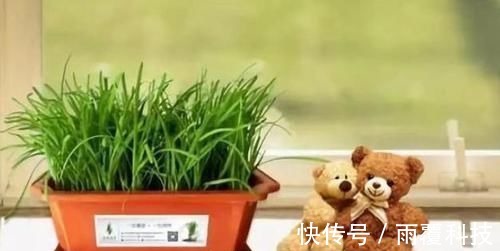 浇水量|在家养啥花合适此4种随便来一盆,植株长势旺、满屋飘香