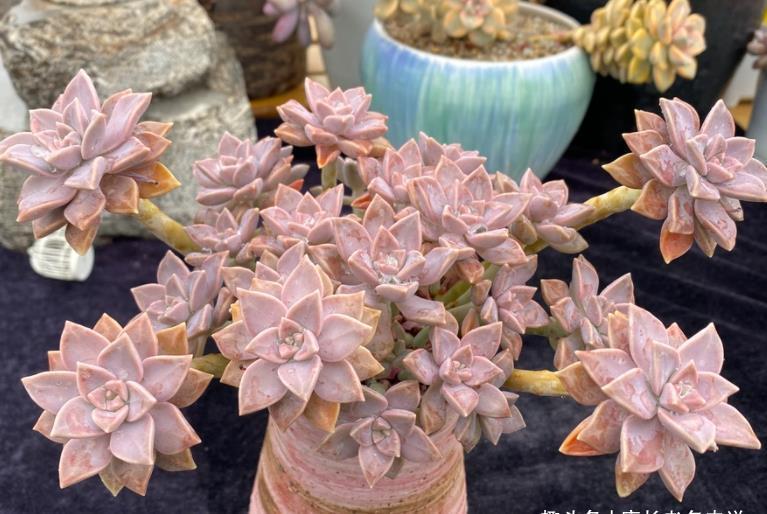 种类|这些种类的多肉适合用有一定高度的盆来栽种,大家不要选错花盆了