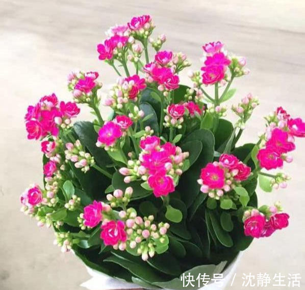 这6种花，夏天要休眠，浇水越多死得越快