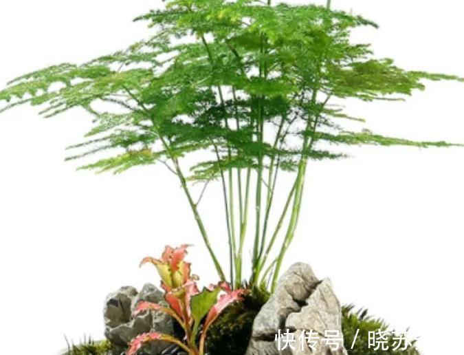 土壤|家里文竹这样养,叶片一年四季常绿,美观又大方