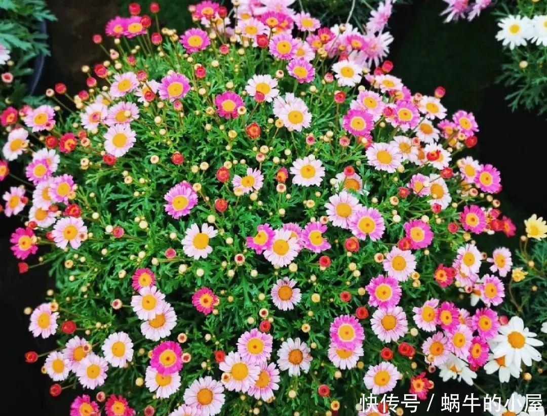 玛格丽特特容易爆盆,开花多得看不见叶,能开9个月