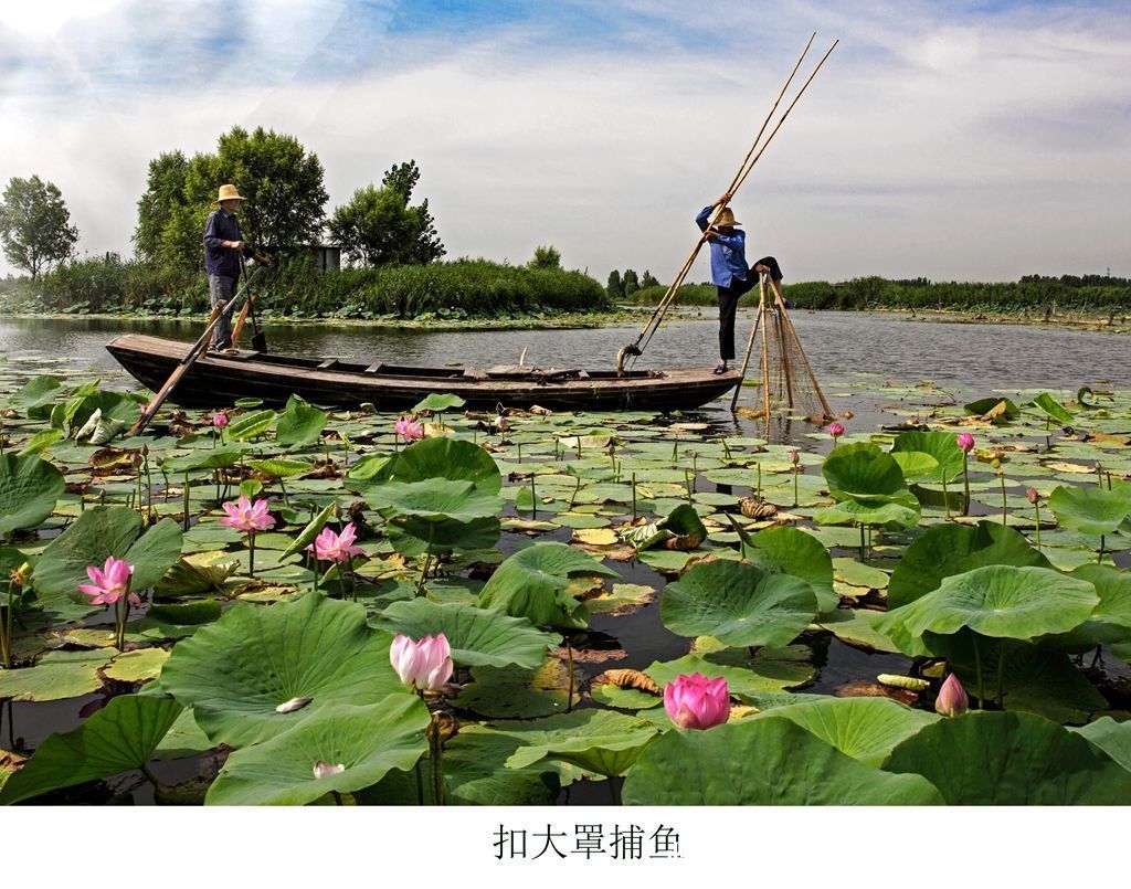 捕鱼|土生土长的水乡人，写了本白洋淀渔猎文化的“百科全书”