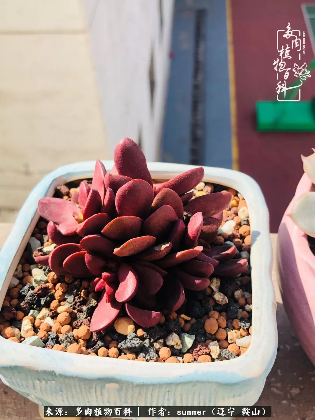 活着即是王道!我和我大东北的多肉们!