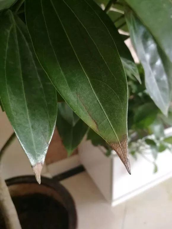 自制养花杀菌水，7天浇一勺，虫子全死光，再也不黄叶！