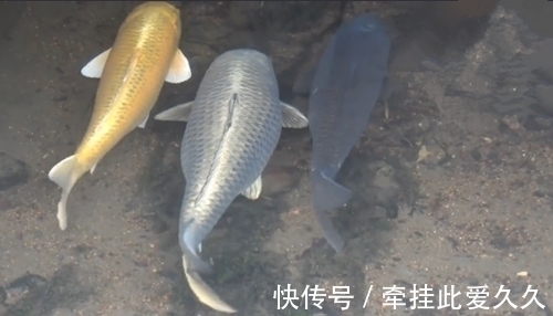 水沟|溪中三条胖鲤鱼清晰可见,钓友只看不钓,网友:真能忍,做不到啊