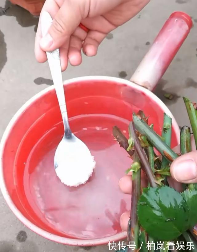 扦插别买“生根剂”，做好3件事，扦插一百根，个个都生根！