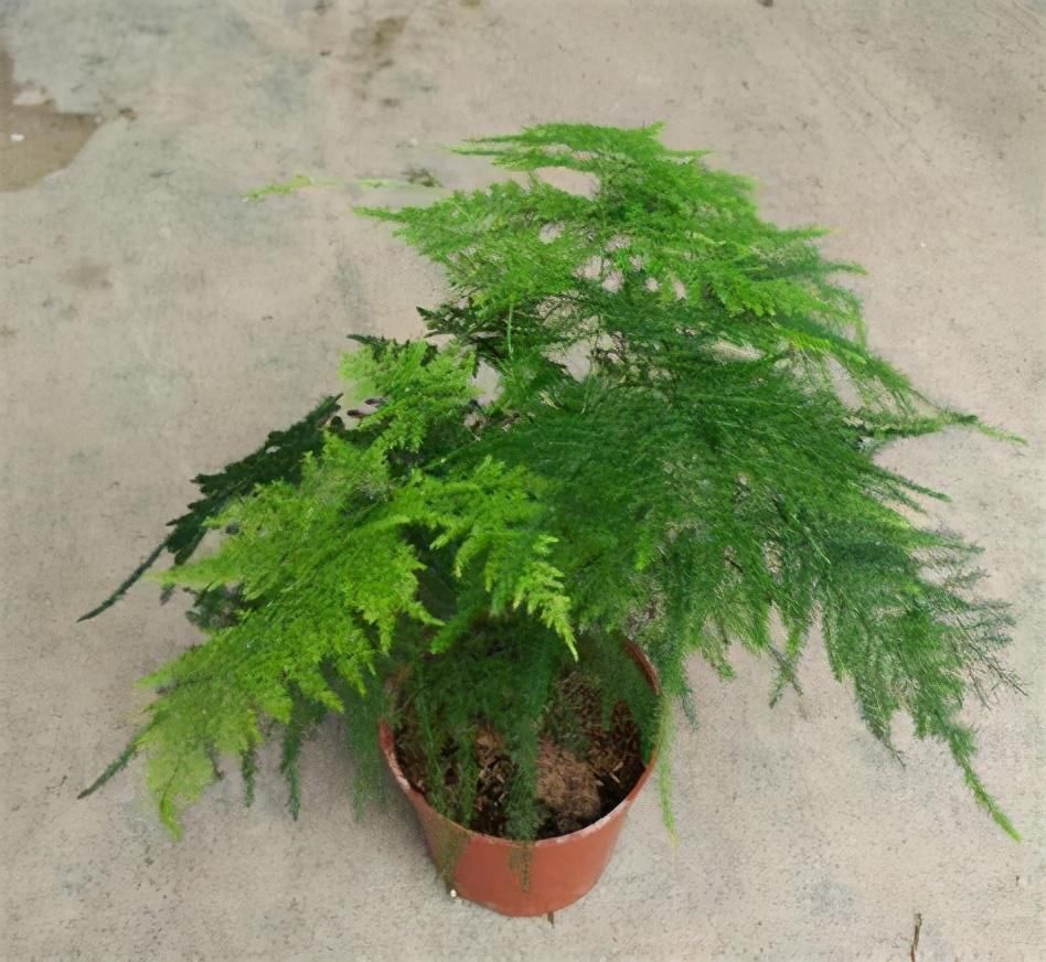 小花|文竹和云竹很相似,抓住这些特点能区分,平日养对了四季常青