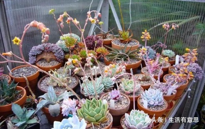 它们，形相似，名有别，肉一样，色不同，几款多肉“莲花”好爆盆