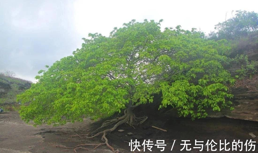 桉树|毒番石榴树有多毒,摸都摸不得,在树下躲雨都能中毒