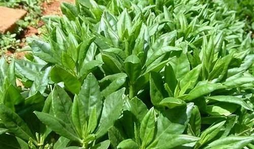 不想生病要會吃，多吃的食物，促進排毒，滋養肌膚，改善便秘