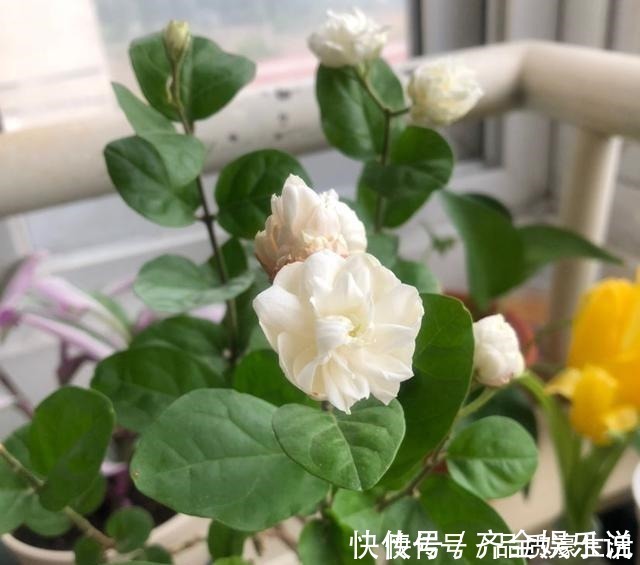 酸性|茉莉土加“一料”,不黄叶不徒长,易生根长得旺,养成繁花老桩!