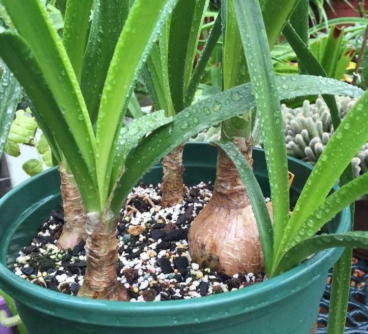 不需要扦插的5种花,把根“掰开”就是小苗,成活率真高