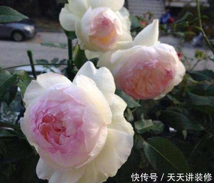 适合新手养的4种花,花期长花量大,枝头花苞满,美极了