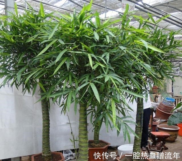 小叶紫檀|有钱人家里必养的3种树家有招财树,想不发财都难了!