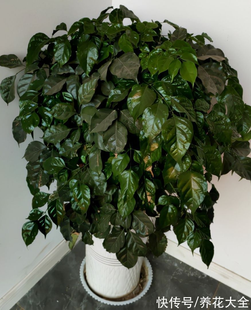 30种观叶植物,能观赏也净化空气,总有一种你养过