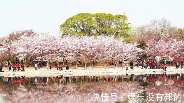 湖光山色|北京最“香”的公园，湖光山色樱花烂漫，门票2元适合全家出游