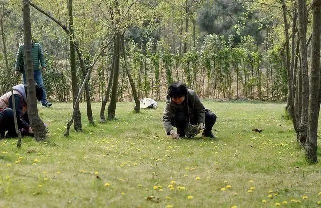 中年|告诫：五种野菜，请停止食用！春来野菜香，记住“3不吃，4不挖”