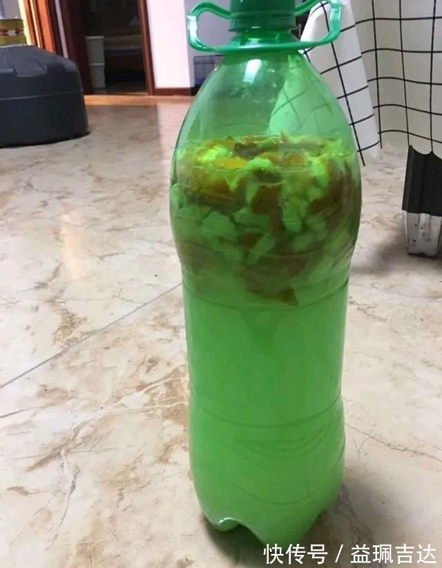 发酵淘米水臭气熏天,里面加点小东西,发酵快没异味,养花真棒