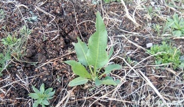 农民朋友|农村阴沟中常见野草,治多年“脚气”有良效,已经有人用来赚钱