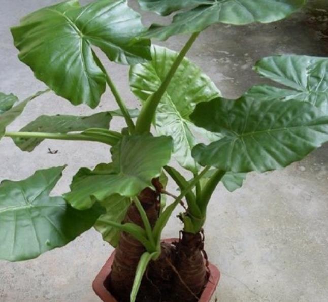 夜来香|6种“娇艳”花,汁液剧毒,家里有的赶紧搬出去,你家养了几种?