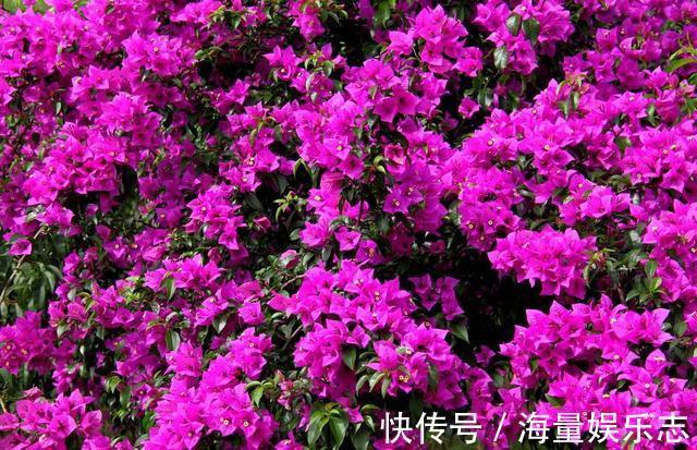 三角梅迟迟不开花,这种浇花水“喷一喷”,红艳艳的花苞长满枝!