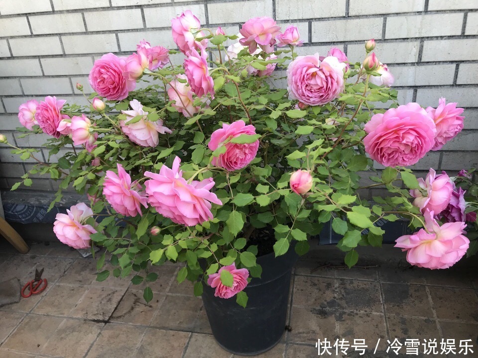 扦插月季,就选“1种”枝条,生根快、易成活,30天成为月季大户