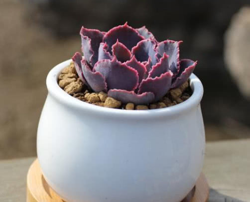 多肉晚霞之舞如何出状态教你3个小妙招，养出梦幻般的晚霞之舞