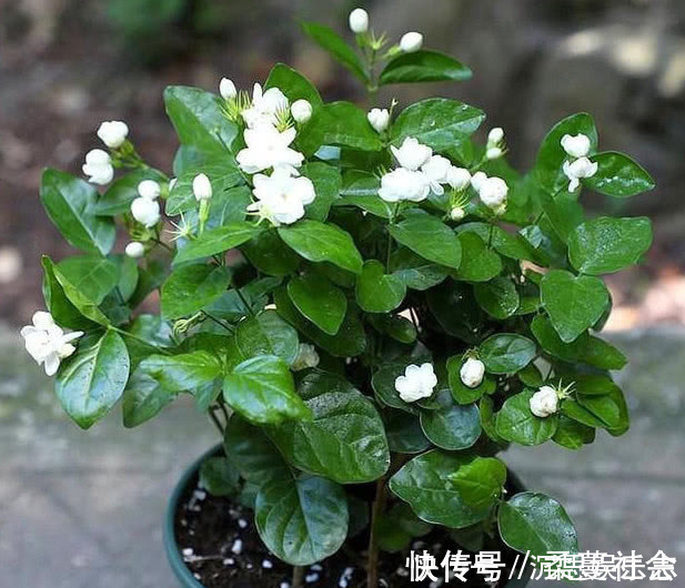 栀子|养栀子花、茉莉花这点最关键,不黄叶掉叶,开花多又香,爆满盆!