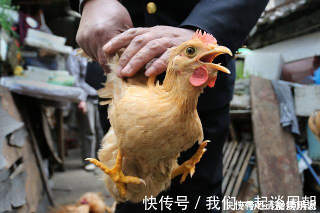 大厨|鸡肉焯水是大忌，不管鲜鸡还是冻肉，大厨教你这样做，鲜嫩有营养