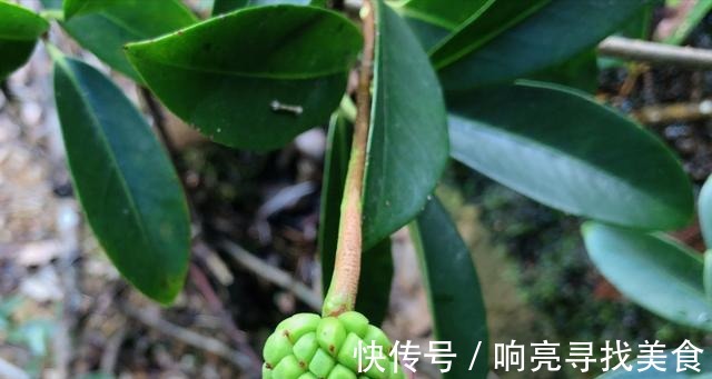 椭圆形|山里有一种美味的野果悄悄成熟了，这种野果你有吃过吗！