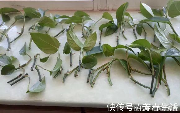 枝条|茉莉花扦插有机关,砍这一段枝条,插土里3天就活