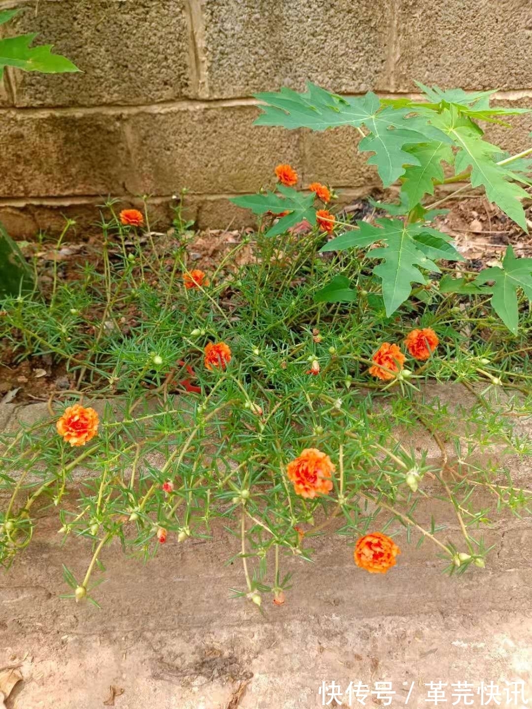 风雨兰|3种花,越热越开花,越晒越开花,花色丰富又鲜艳