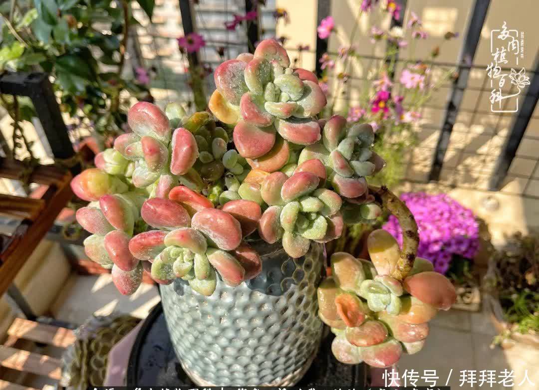 多肉与我,不负时光韶华!