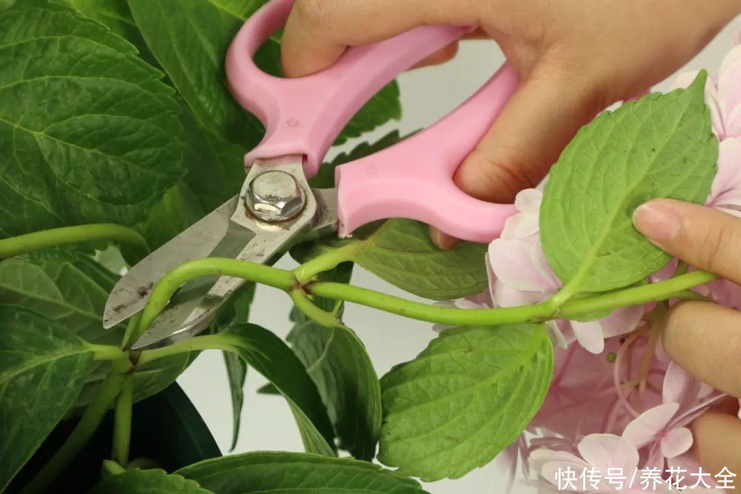 株形|7月必剪花，要抓紧时间，不然剪晚了不开花